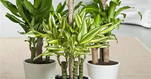 Ароматное дерево дракона