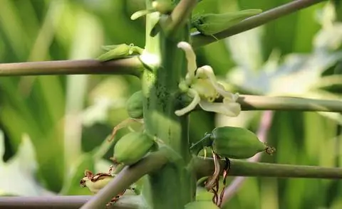 Цветы папайи