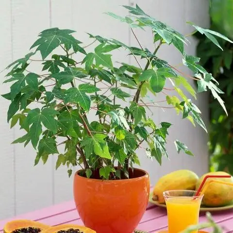 Папайя в горшке