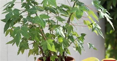 Папайя, настоящая папайя