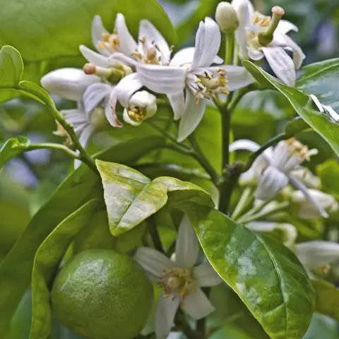 Цветы и плоды горького апельсина (Citrus aurantium)