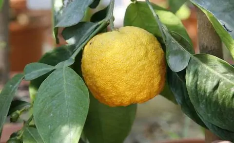 плоды горького апельсина