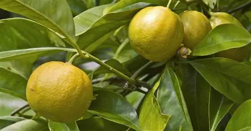 Горький апельсин, горький апельсин