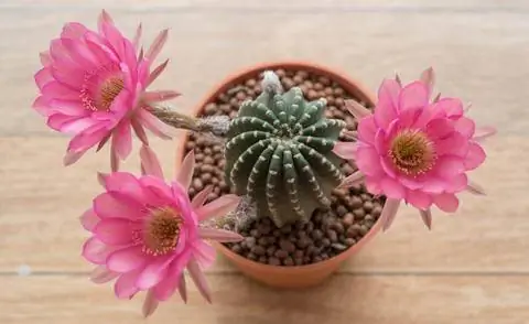 Эхинопсис цветущий