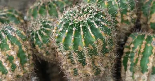 Крестьянский кактус