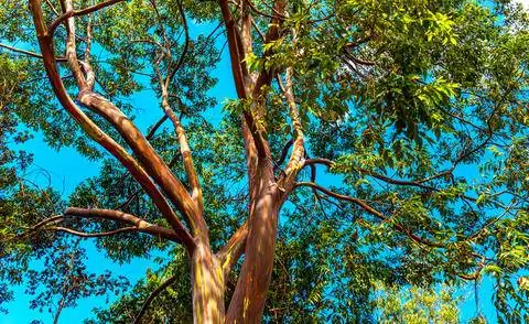 Радужный эвкалипт на природном участке