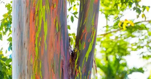 Радужный эвкалипт
