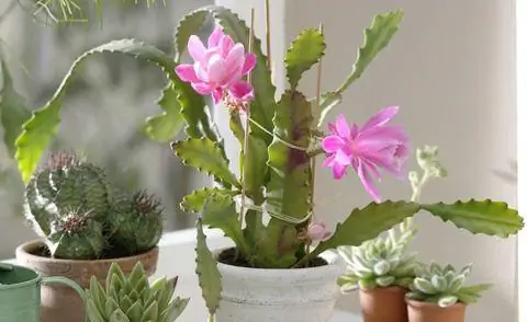 Листовой сорт кактуса 'Deutsche Kaiserin'