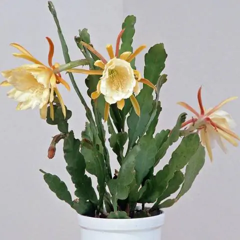 Эпифиллум Гибрид