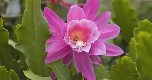 Листовой кактус