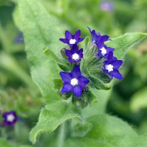 Цветы обыкновенного бычьего языка