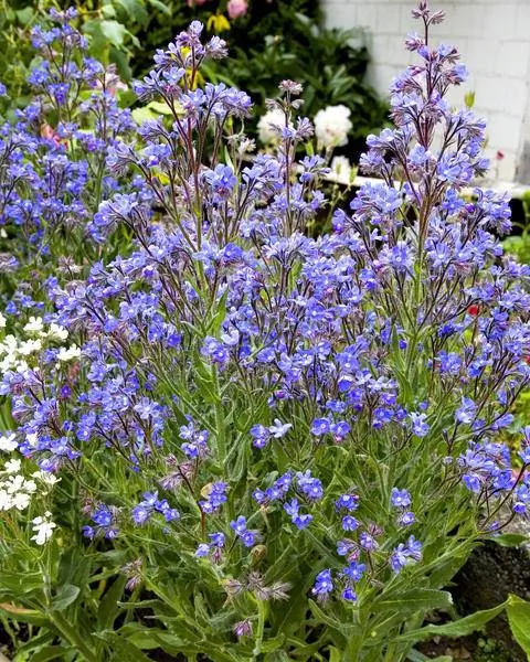 Обыкновенный бычий язык на многолетней грядке