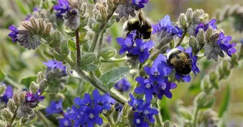 Обыкновенный бычий язык