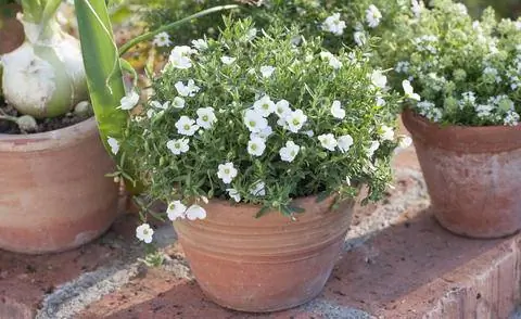 Посадка в горшки с звездчаткой горной