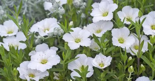 Горная звездчатка