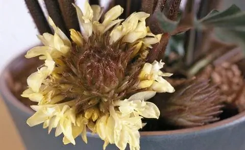 Цветок калатеи руфибарбы