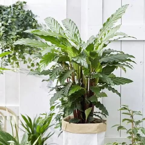 Калатея руфибарба, рыжебородая маранта