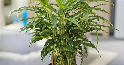 Калатея руфибарба