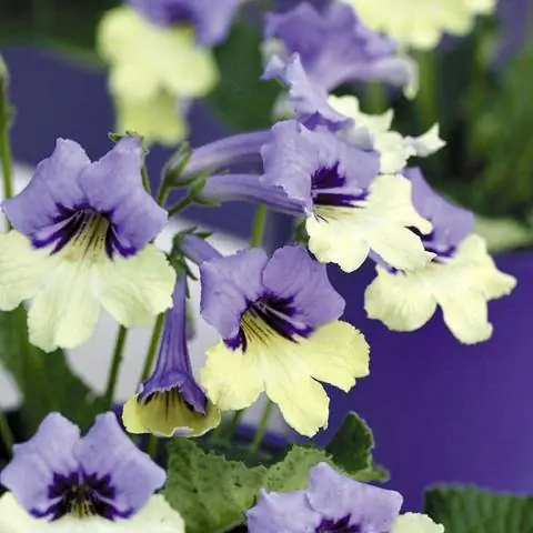 Цветки колючих плодов Streptocarpus 'Harlequin Blue'