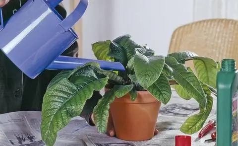 Подкормка ротационной культуры жидким удобрением