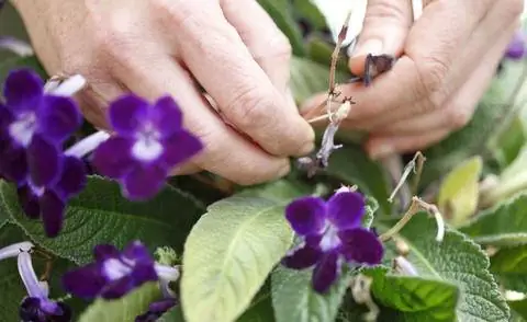 Регулярно удаляйте увядшие листья со шпината.