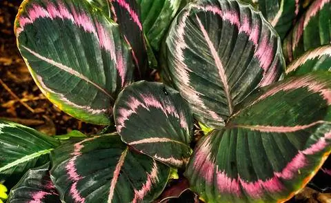 Калатея розовая 'Дотти'