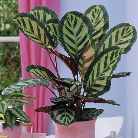 Калатея розовая в горшке