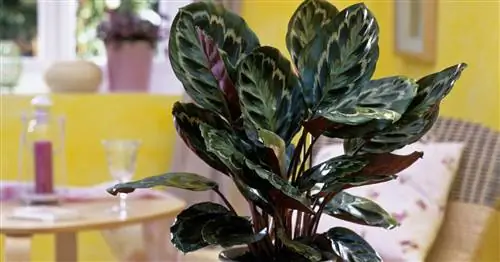 Калатея розовая