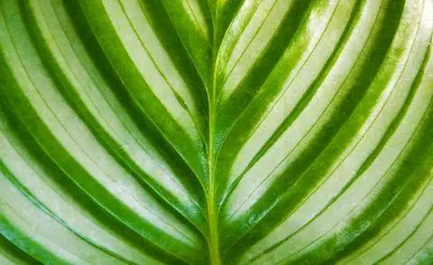 серебристо-зеленые полосатые листья калатеи круглолистной