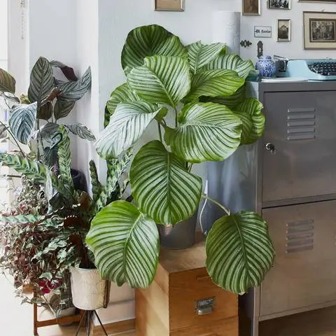 Комнатное растение Калатея круглолистная