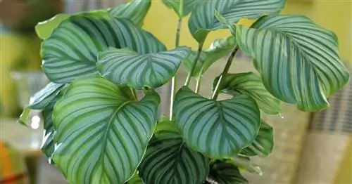 Калатея круглолистная