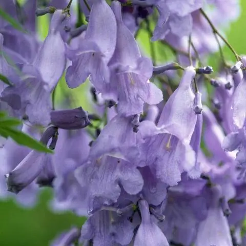 Трубчатые цветы дерева жакаранда