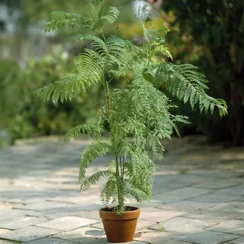 Jacaranda mimosifolia в горшке