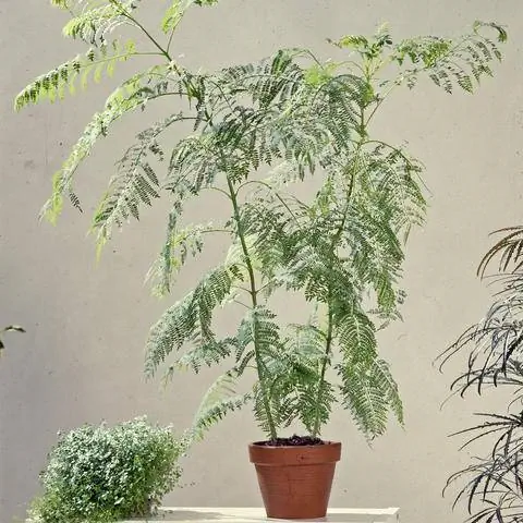 Дерево жакаранда как декоративно-лиственное растение в комнате