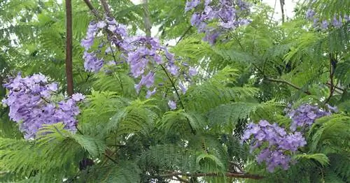 Жакаранда, палисандр