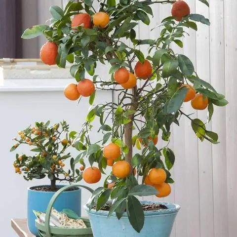 Citrus reticulata (мандарин) и Fortunellahinsii (мини-кумкват)