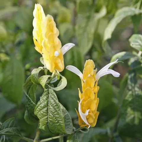 Цветки золотого колоса (Pachystachys lutea)