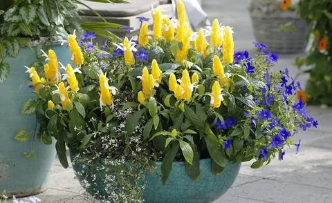 Pachystachys lutea (Золотой колос) и Euphorbia 'Diamond Frost' (Волшебный снег)