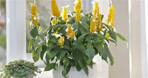 Золотой колос, густой колос