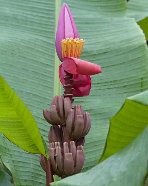 Цветение розового карликового банана