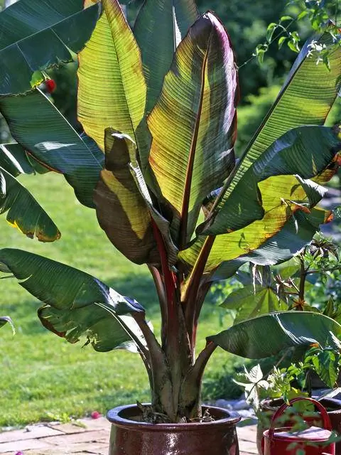 Листья розового карликового банана