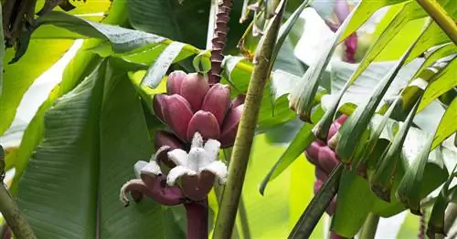 Розовый карликовый банан