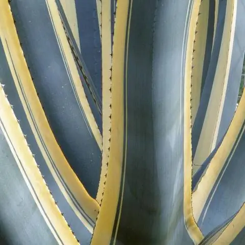 Агава американская «Маргината» и «Вариегата»