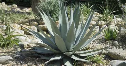 Агава американская