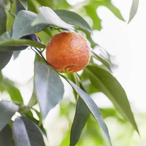 плоды клементинового дерева