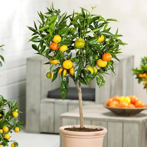 Клементиновое дерево в ведре