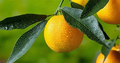 Клементиновое дерево, клементин