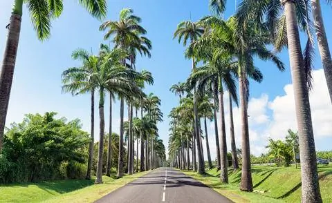 Аллея королевских пальм