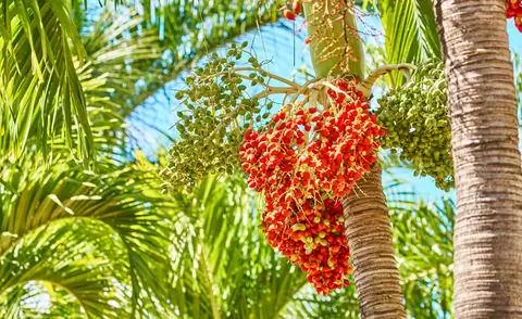 плоды королевской пальмы