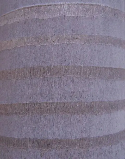 ствол королевской пальмы